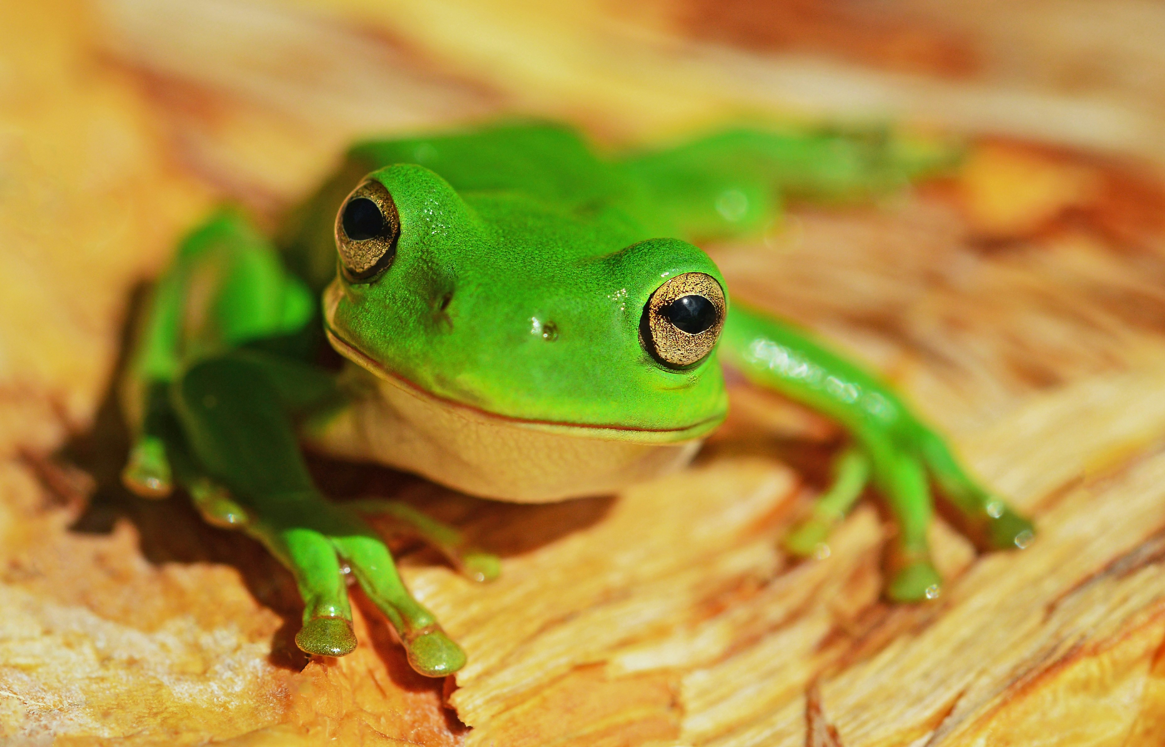 Tree frog